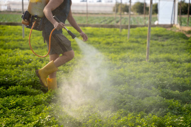 Best Mosquito Control Services  in Pascagoula, MS