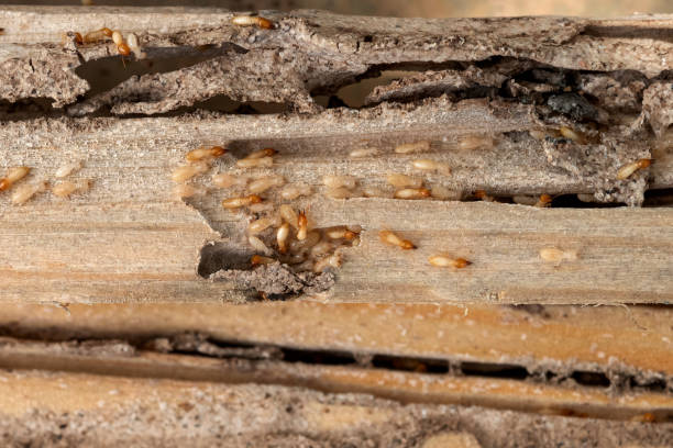 Best Rat Extermination Near Me  in Pascagoula, MS