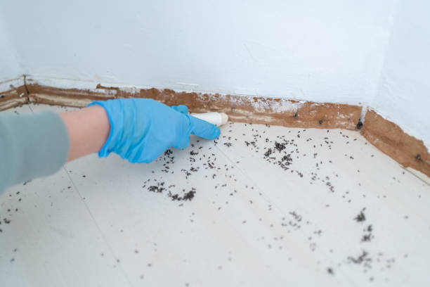 Best Ant Control Services  in Pascagoula, MS